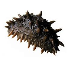 Трепанг (Морской огурец), живой ~100-150гр/шт. купить с доставкой на дом в  Москве и МО - Мечта Гурмана